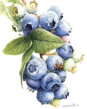 Blueberry Bar Chocolate (80 gm)