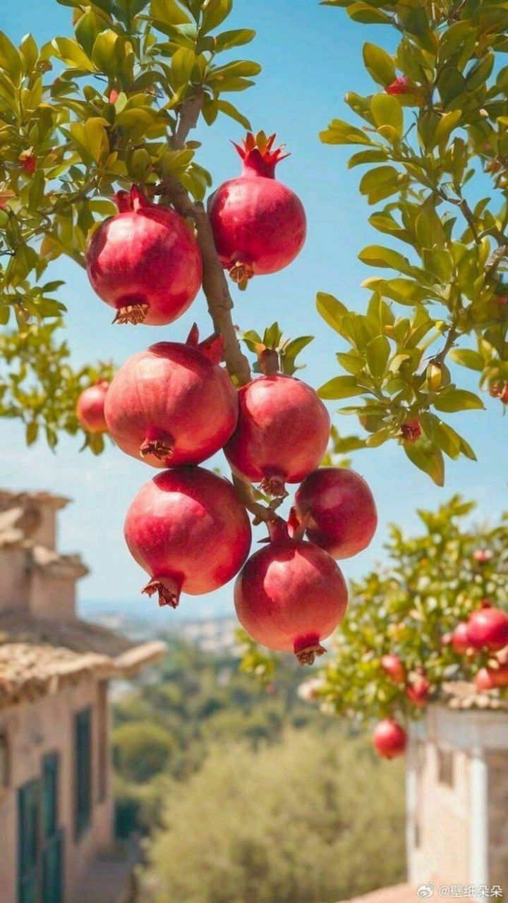 Pomegranate Bar Chocolate (80 gm)