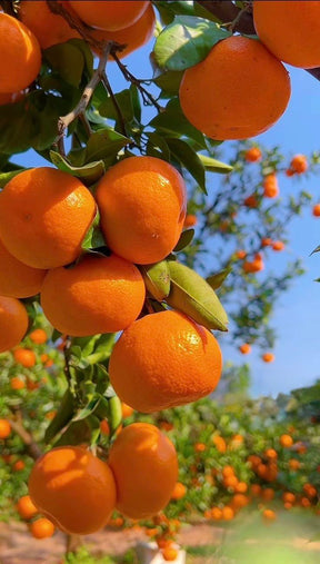 Orange Bar Chocolate (80 gm)