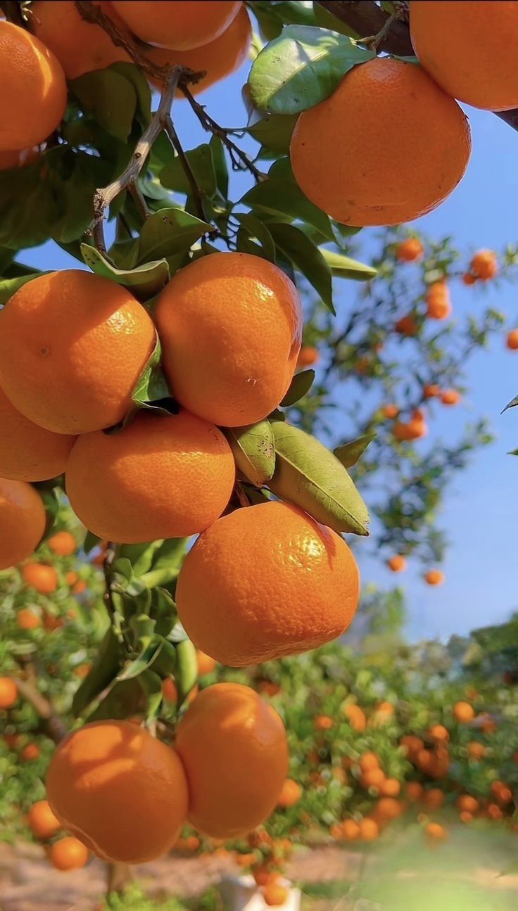 Orange Bar Chocolate (80 gm)